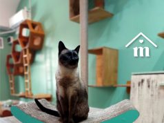 Día del Gato: una celebración felina con historia y futuro