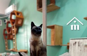 Día del Gato: una celebración felina con historia y futuro